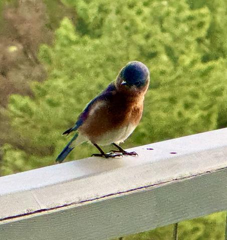 Bluebirds are lovely birds with a sweet gentle song and an appetite for insect pests. They could use some help to keep their population up. 