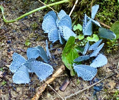 Besides flower nectar, butterflies also feed on less savory items, such as this urine deposit, which is full of salts, amino acids, and other needed nutrients.