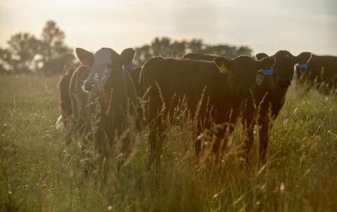 Cattle in field