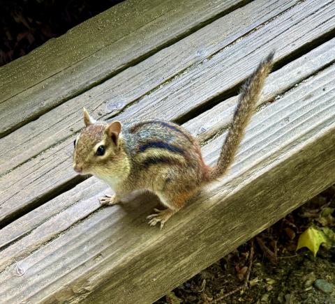 Referred to locally as ground squirrels, the eastern chipmunk is a ground dweller that tends to go at a dead run. 
