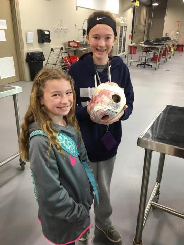 Kaylee Venable and Kelsey Holt examine a plastinated cow heart from LMU's anatomy lab.
