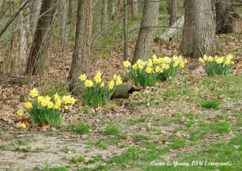 Old home site in Big Ridge Park | Historic Union County