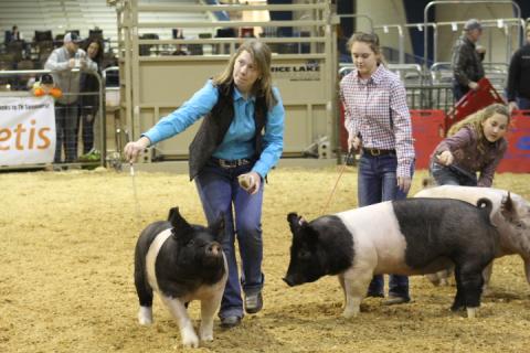 Kennedy Hill showing at the State 4-H Hog Show