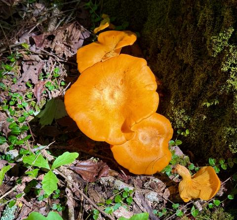 This Jack O Lantern mushroom is one of several local plants with eerie or spooky names. 