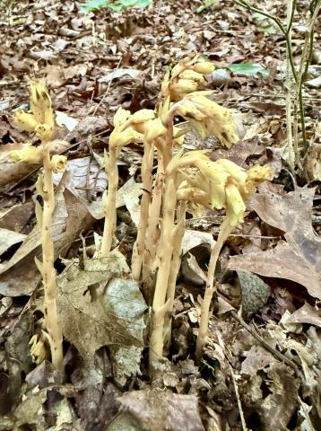 This Pinesap plant is one of several in our area that do not make their own nutrition but parasitize other plants and suck sap from tree roots.