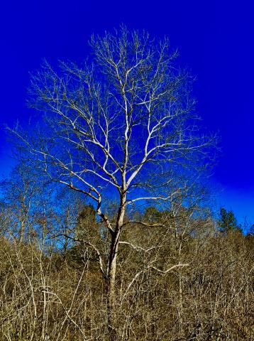 Photo By Steve Roark