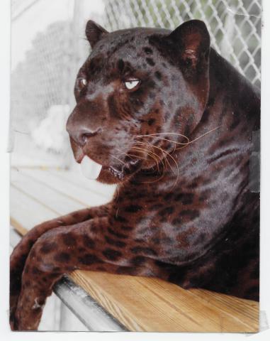 Jaguar