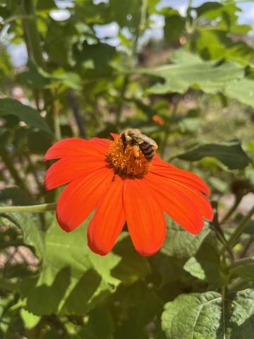 Bee on a flower in crossville