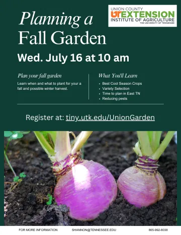 Two vibrant purple turnips growing in rich, dark soil with green leafy tops. Promotes UT Extension’s “Planning a Fall Garden” workshop hosted by Union County on Wednesday, July 16 at 10 a.m. Topics include what to plant, cool season crops, timing for East Tennessee, and pest reduction.