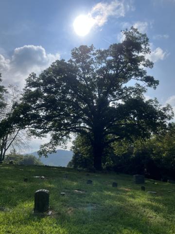Please come to the 2nd ‘Gathering of the Generations’ on Sept. 13.  The day begins at 11:00 a.m. at the Union County Historical Society, and includes a visit to the Hamilton Cemetery and the Hamilton- Tolliver cabin.  This large old oak tree will welcome visitors into the cemetery, Union County Tenn.