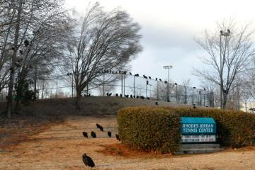 Crows watching tennis, by Frank Sharp