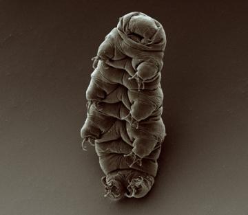 Adult Tardigrade