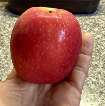 A sure sign of fall is the apple harvest, which has been going on in the United States for almost 400 years.