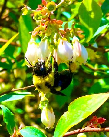 Bumblebees are designed to work in cool weather and able to pollinate many early blooming wildflowers.  
