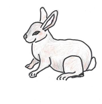 Hopping Bunny Rabbit