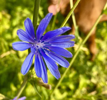 Chicory can easily be seen along roadsides right now and has a history both as a coffee subsitute and a medicinal.