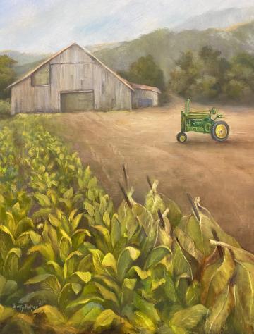 A field of tobacco with a tractor and a barn.