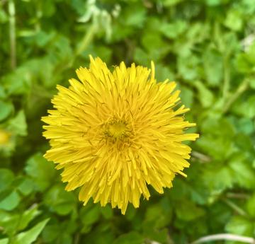 Dandelion is so common that it is one of the few wildflowers that most people can identify.