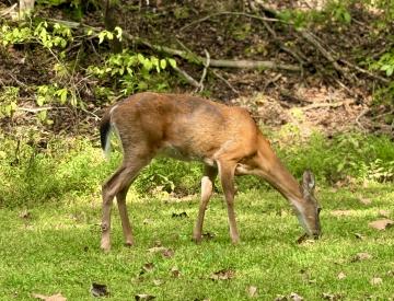 Deer respond to weather in predictable ways which can be useful knowledge to a hunter or wildlife photographer.