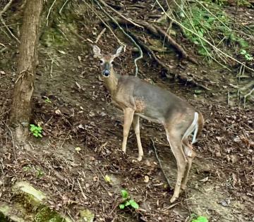 Deer communicate with each other in a number of gestures that are easy to interpret.