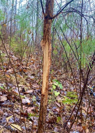 Being observant while walking in the woods can make it more enjoyable. There are often signs of animal activity such as this deer rub. 