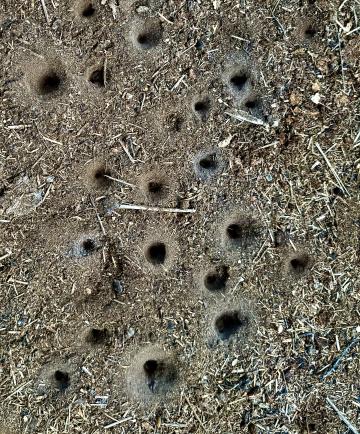 These conical pits are evidence of antlions, locally called doodlebugs. They have entertained kids for centuries. 