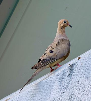 Mourning Dove have a gentle cooing song that many find very pleasant. 