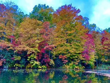 2023 is predicted to be a good fall color year, which is highly influenced by weather trends.