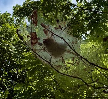 Fall Webworms are numerous this year, and while not harmful to the tree, their messy webs are unsightly in the landscape.