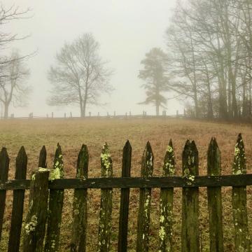 There may be a clue derived from old trees as to what happened to the  Lost Colony of Roanoke  in 1590.