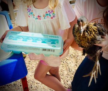 Girl holding 1 dozen eggs and a black sex link pullet