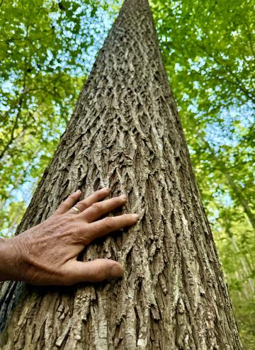 Hickory is a very common tree that can be identified by the bark having a diamond pattern. 