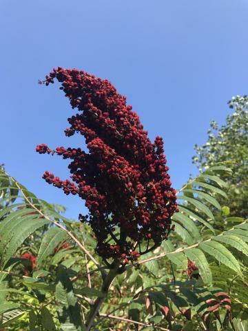 Several wild plants in our area can be used to make tasty beverages, including this Sumac.