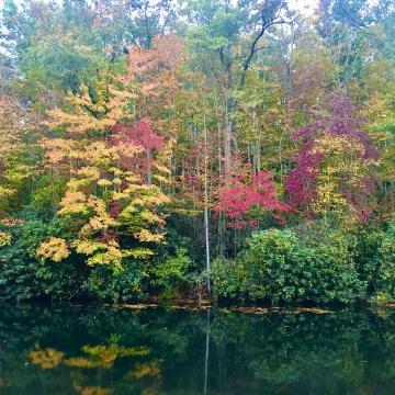 Our area is noted for its Fall colors, which are caused by a series of specific events that are impacted by weather trends.