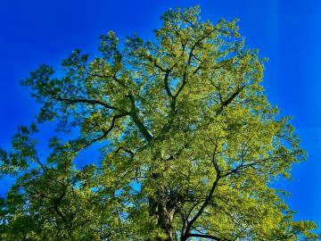 Trees provide multiple benefits and worth planting a few.