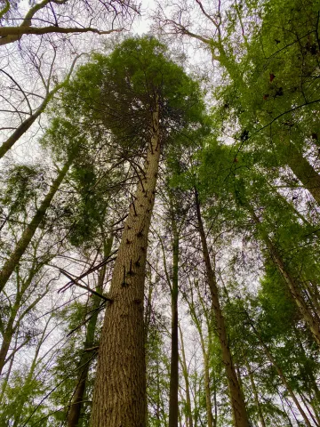 Standing in a grove of hemlocks has a feeling of being in a cathedral with high columns. Their close proximity to mountain streams makes for a very picturesque view. 
