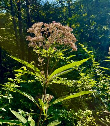 Joe Pye Weed is not only beautiful, it has a number of reported medicinal values, plus has a cool name.