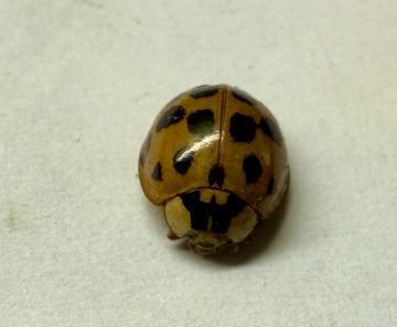 The invasive Asian Lady Beetle is a wintertime nuisance and can be identified by the black W above their head. 