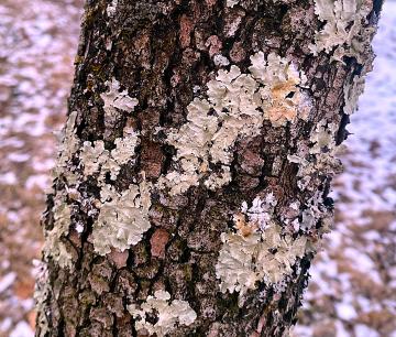 Lichen are pretty easy to find growing on a well established yard tree, but do no harm.