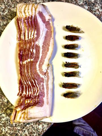 It is totally unfair to compare eating bacon with eating bugs, but economically the bugs win out.