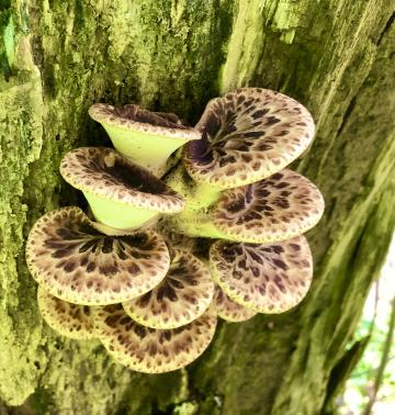 Mushrooms growing on the side of a yard tree indicates wood decay which could pose a hazard of the tree falling down.