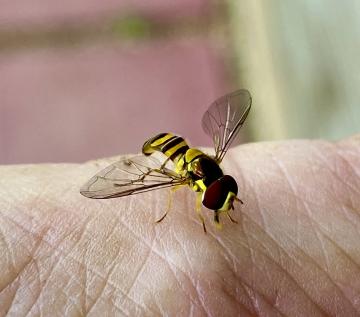 News Bees are a common site in the summer and are a topic of mountain folklore. 