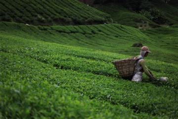 A field of tea leaves