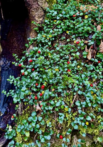 This Partridge Berry is one of many plants that entice an animal to eat it as a means to spread the seed away from the mother plant.