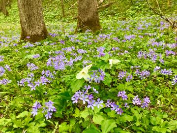 Wildflowers is a sure sign that Spring has arrived.
