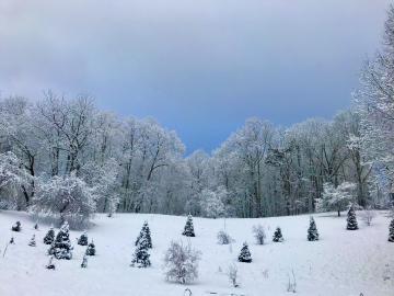 Snowmelt water has been found to grow better plants due to reduced heavy water