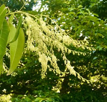 Sourwood blooms in mid-summer with lovely sprays of flowers that bees work heavily to produce an excellent tasting honey.