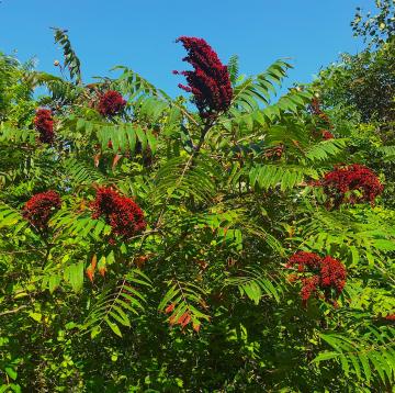 Sumac is most visible when its bright red fruit ripen, which can be used to make a lemonade-like beverage.