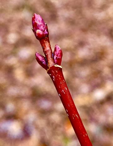  Twigs like this red maple are important winter survival food for deer and other wildlife 