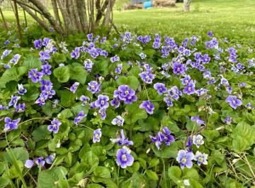Wildflowers are everywhere in the Spring, including your own backyard.